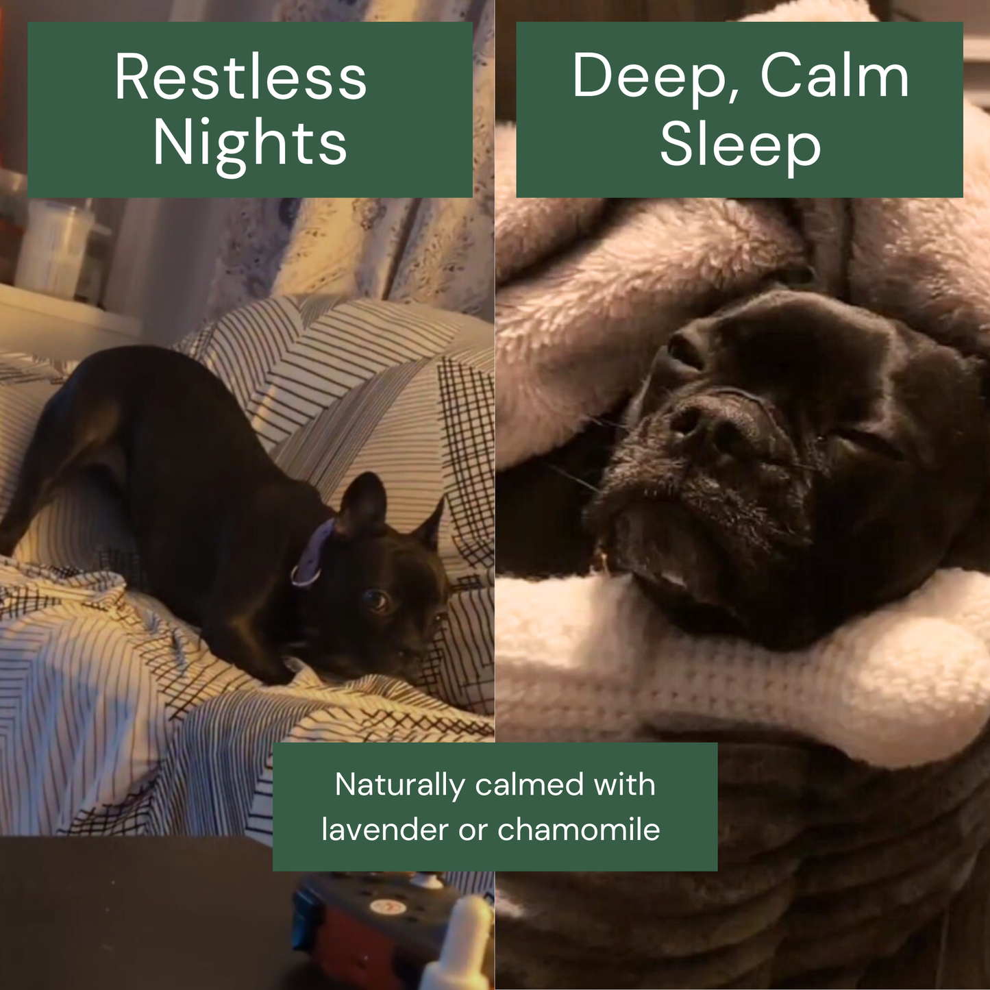 Calm Paw™ Starter Bundle